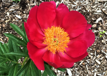 bright red peony with a yellow center