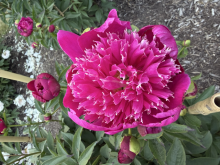 a spiky magenta peony
