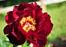 dark red peony with a yellow center 