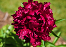 a fluffy maroon magenta colored peony