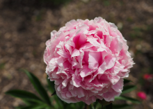 a fluffy light pink peony