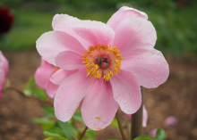 light pink peony with a yellow center