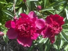 Hot pink peony flower blooming