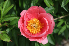 Hot pink peony with a yellow center 
