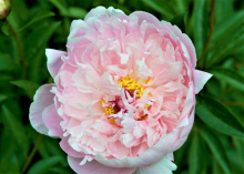 light pink peony with a small yellow center