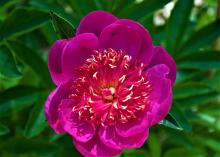 bright pink peony with pink and yellow center