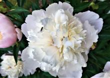 White peony flower with light pink smeller flower next to it