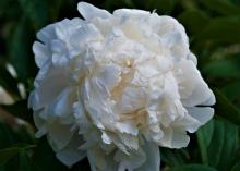 white peony