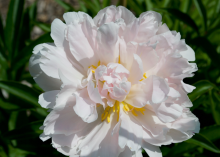 white/light pink peony with some yellow in the center