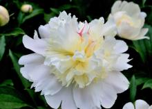 white peony with creamy center