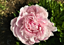 light pink peony ]