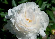 large white peony