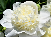 a fluffy white peony