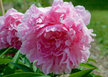 a fluffy pink peony