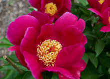 Hot dark pink peony with a yellow center 