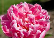 pink peony flower with curling petals