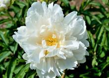 white peony