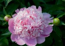 large pink peony flower with fluffy center