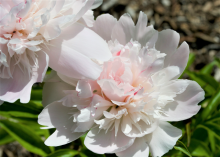 a pale pink bloomed peony