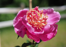 a bright pink peony with a curly yellow/orange/pink inside