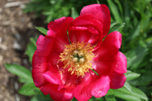 Hot pink peony with a yellow center 
