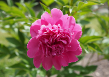 a fluffy pink peony
