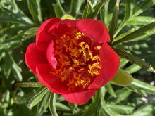 bright pinky/orange peony with yellow center