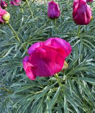 Dark pink peony