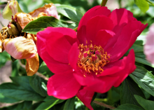 Hot pink peony with a yellow center 