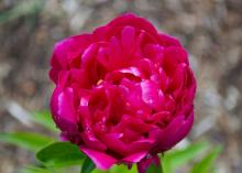 dark pink peony bloom