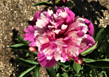 a fluffy light pink and magenta peony