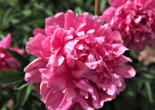 a fluffy pink peony