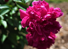 a fluffy dark magenta peony