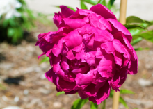 a fluffy magenta peony
