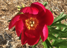 Hot pink peony with a yellow center 