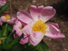 light pink peony with a yellow center