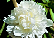 a fluffy white peony