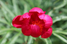 Hot pink peony with a yellow center 