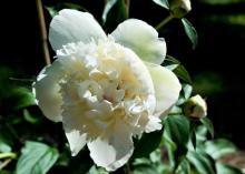 White peony flower
