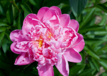 a fluffy magenta peony with some yellow in the center