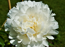 a fluffy white peony