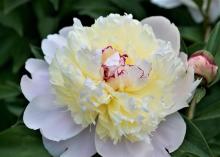 white peony with cream center