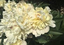 cream peony flowers