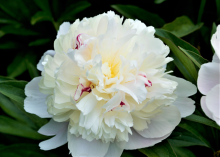 white fluffy peony with a dark purple specs