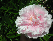 a fluffy light pink peony