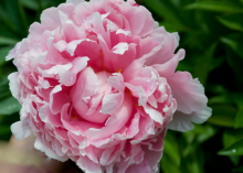 a fluffy light pink peony