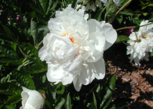 a fluffy white peony