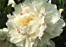 a fluffy white peony with some magenta specks