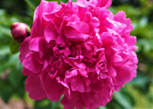a fluffy magenta peony