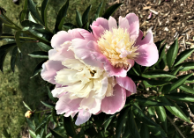 a light pink peony with a spiky off-white center